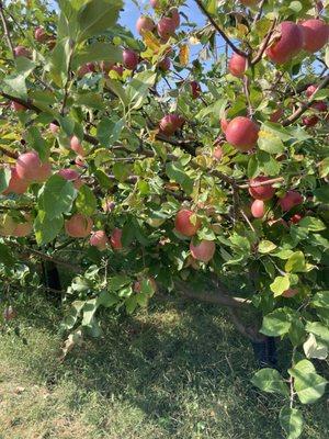 Just the natural beauty of apples on the orchard!