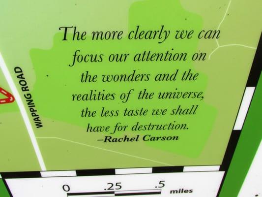 One of the many lovely sayings by Rachel Carson