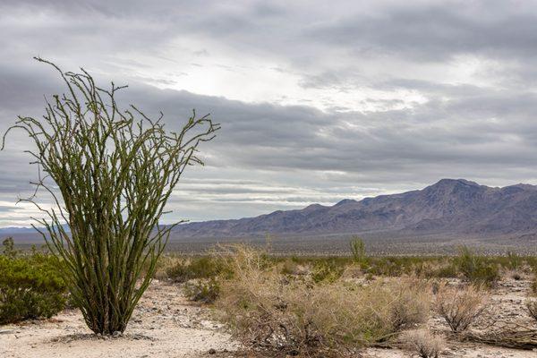 Ocotillo Patch - Joshua Tree National Park