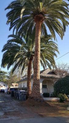 Date palm before and after