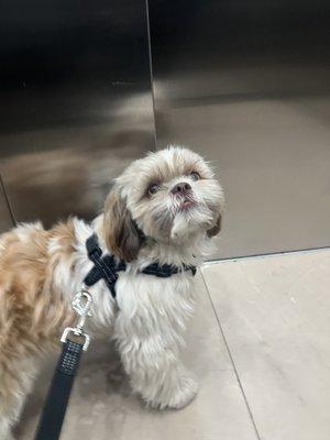 Puppy in the elevator