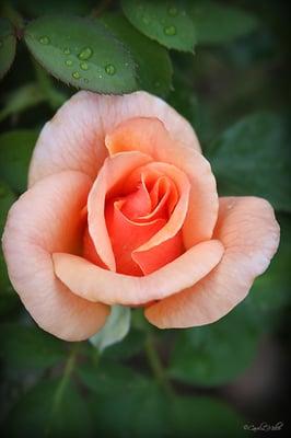 A Hybrid Tea variety called "Nancy Reagan".