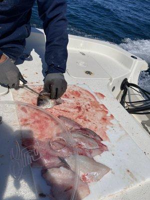 Filleting fish