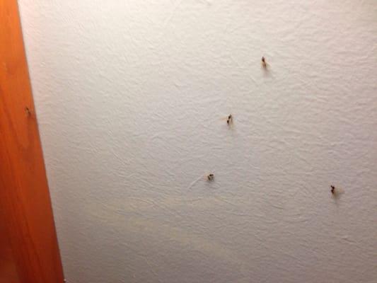 The bugs by the nightstand. There were more behind it and under the bed...