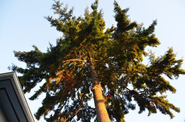 End Weight Reduction Pruning on Large Heavy Limbs Over House and Wires