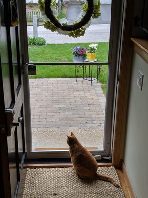 Shot out the front door of the new stone walkway.