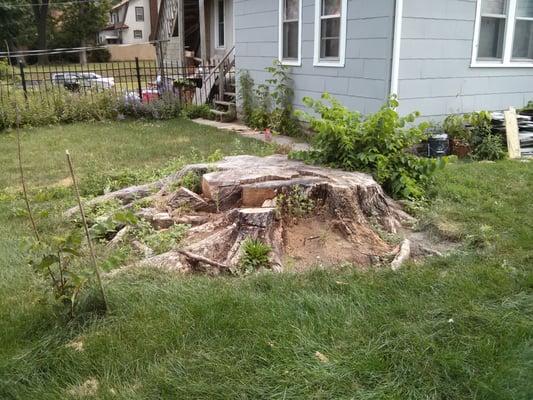 Large Stump before grinding in Bloomington, MN