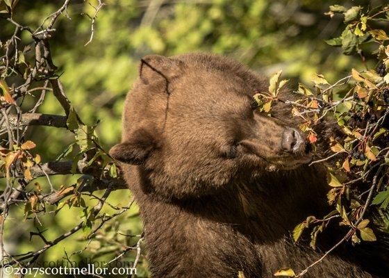 Black Bear eating Black Hawthorne berries in the Fall of 2017.