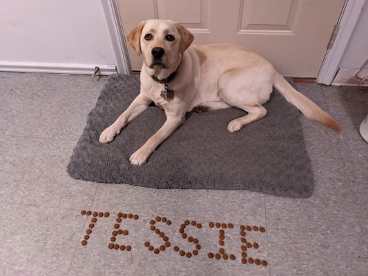 Proofing Tessie's "leave-it" command.