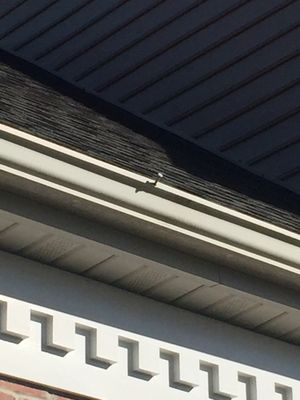 Requested this nail (and several other along same length of gutter) to be fixed several dozen times. Still nothing. Hiring another company.