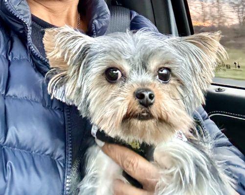 My handsome little guy fresh from a grooming @ Clean Pooch!