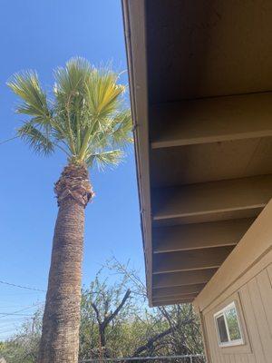 After palm tree service