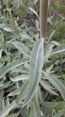 White sage