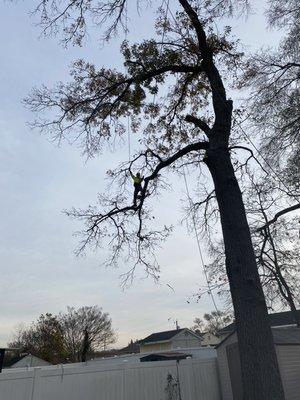 Tree trimming