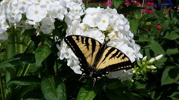 We specialize in Hummingbird, Butterfly and Bee- friendly plants!