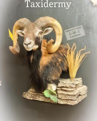 Addicted To Racks Taxidermy