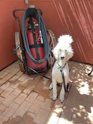 My poodle doing his best impression of a dalmatian