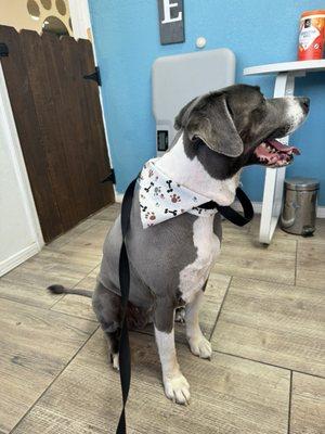 Short shaving on Labrador.