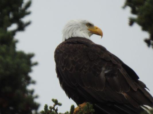 Bald Eagle