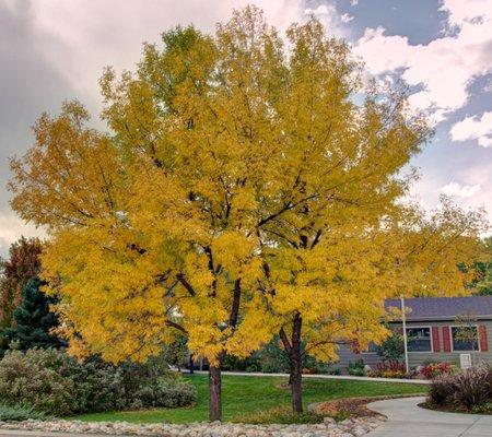 Canyon Creek Lawn and landscape