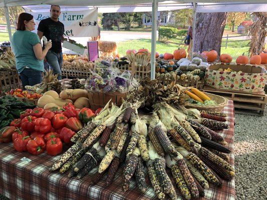 Amazing Indian corn selection!