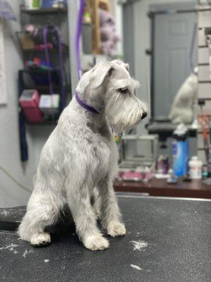 Schnauzer clip on a lovely girl