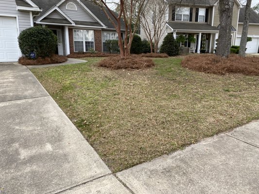 Fresh pine straw looks fantastic.