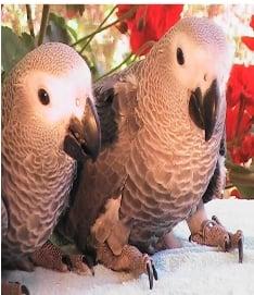 Quality Handfed Baby African greys, amazon parrots,cockatoos,macaws