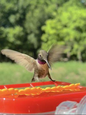 Hummingbird outside outside the window