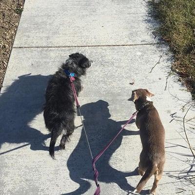 Bella and Brisket enjoying their morning walk together! #NewFriends #OurFamily