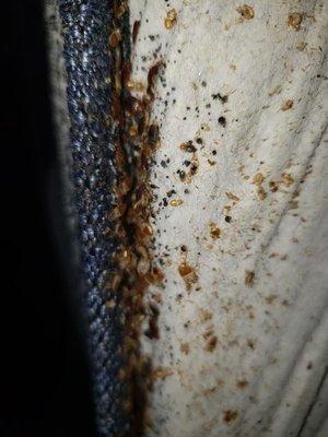 Bed bug Removal performed by us in Odenton MD