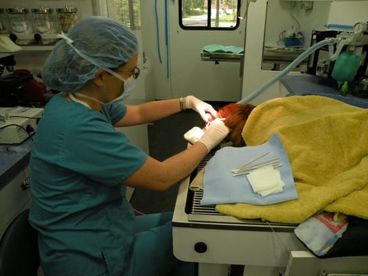 Dental procedure - performed on board the mobile clinic, right outside the pet owner's home.