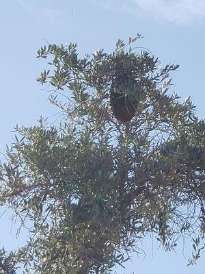 A massive swarm of African killer bees