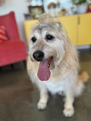 Happy Beau at Lulu's Pet Spa. Pet groomer in Davie.