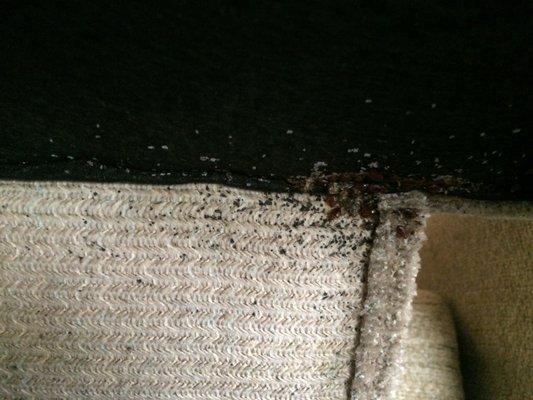 These bedbugs found the perfect hiding place under the extension part of the recliner. Treated the house and they will be bug free in days.