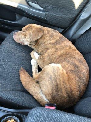 My blind pup after neuter surgery + getting his teeth cleaned. They are ALWAYS so patient and understanding while handling my shy rescue