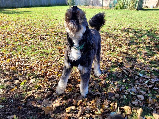 Jasper howling loud and proud