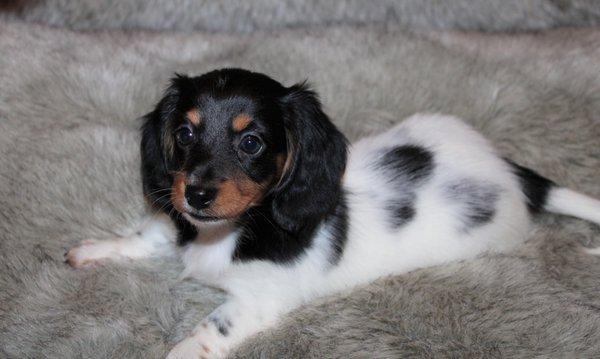 Black & tan, dapple, piebald, long coat, miniature dachshund.