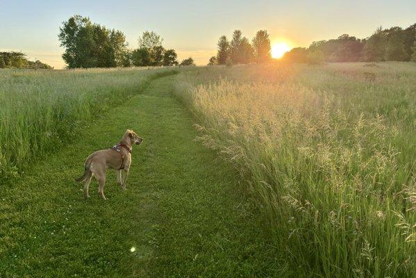 If your dog likes to run in high grass, plenty here around the many walking trails.