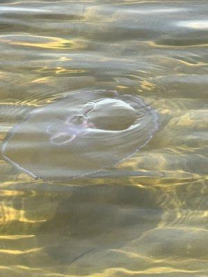 The Aurelia Aurita, known as the moon jelly, is the most common and widely recognized jellyfish species. Though it has venom, it is harmless