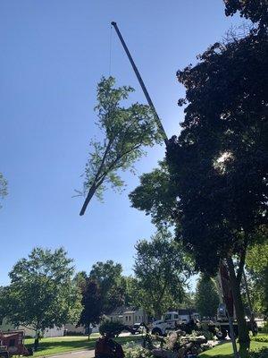 Both trees were removed in very large sections for efficiency. Cut up on the ground and loaded in the chipper or trailer in the street.