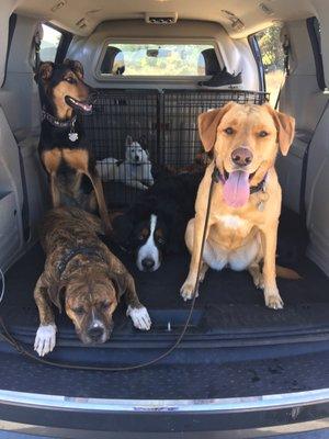 Tired pups after a good hike!