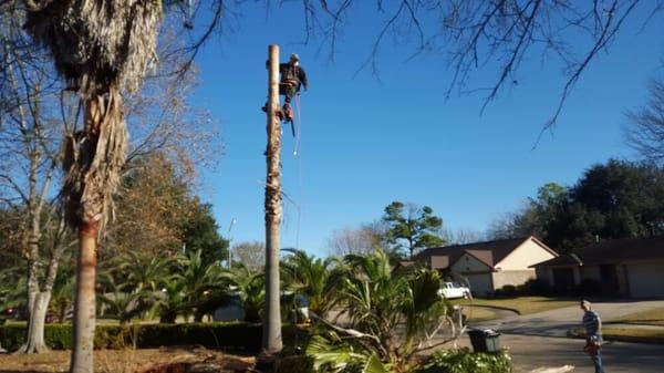 The middle of a Palm tree removal