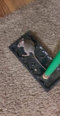 Rat