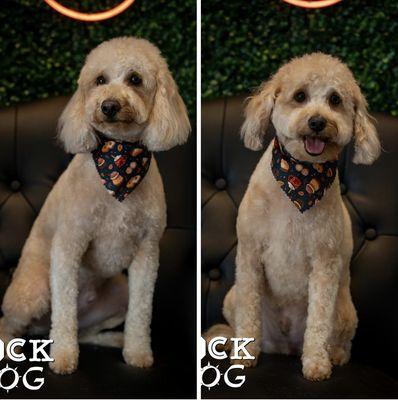 Our mini goldendoodle pups after getting their summer cuts!