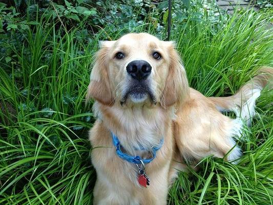 Milo- Relaxing in the grass