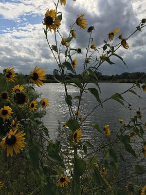 One of the "Falcon Lakes" on the course.