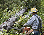 Arthur's Lawn & Tree Service