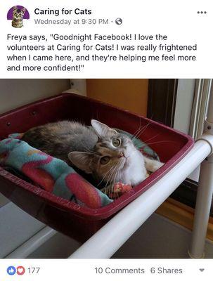 Caring For Cats