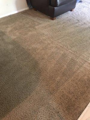 Forever Carpet & Upholstery Cleaning